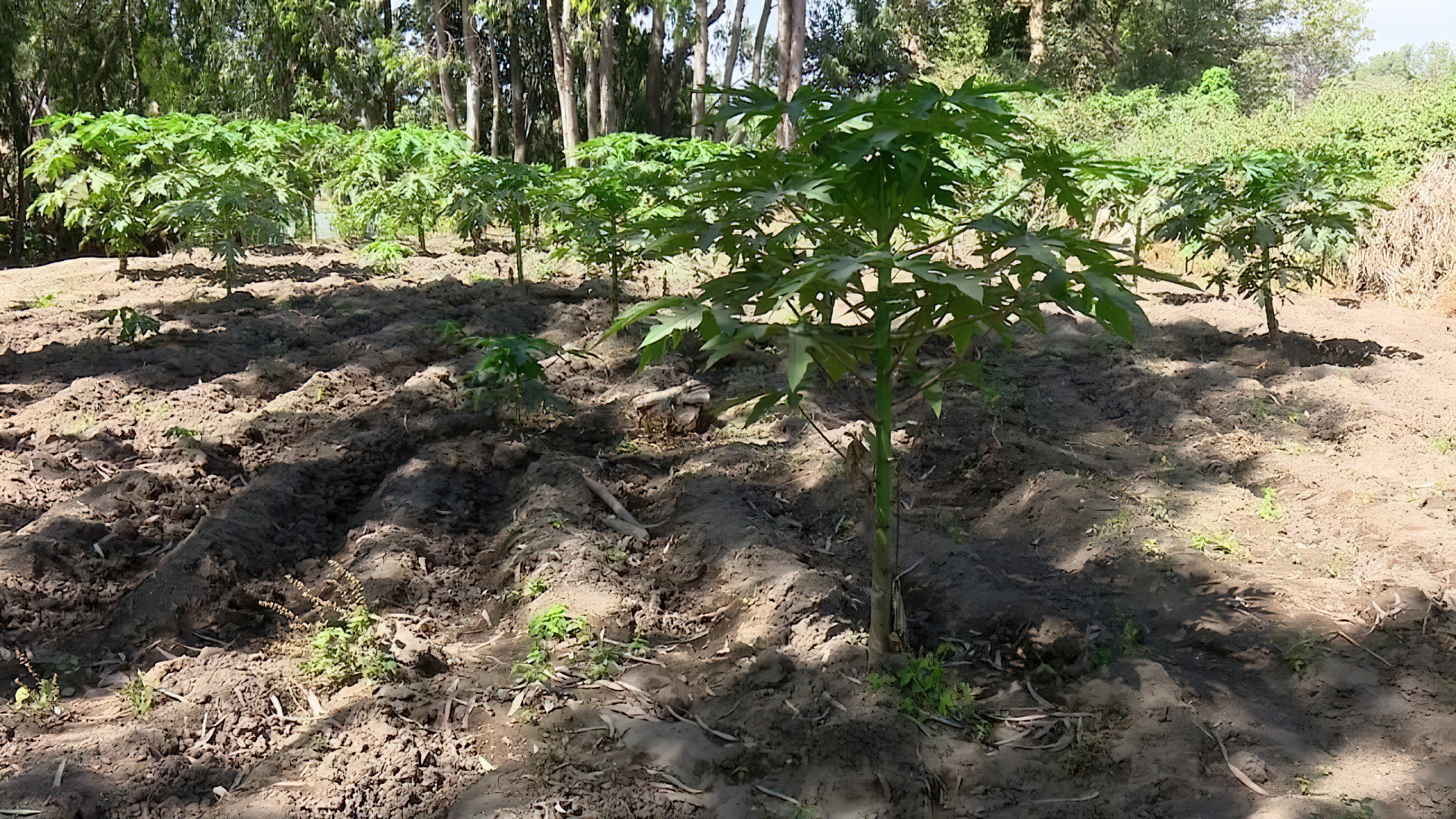 agriculture development projects