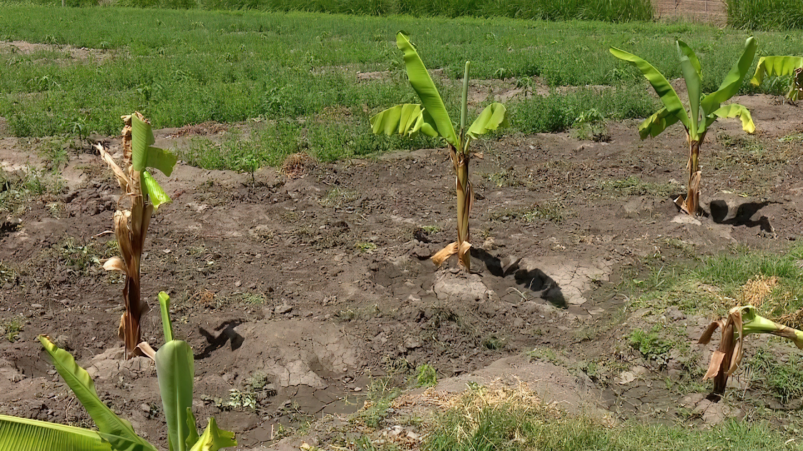 agriculture development projects