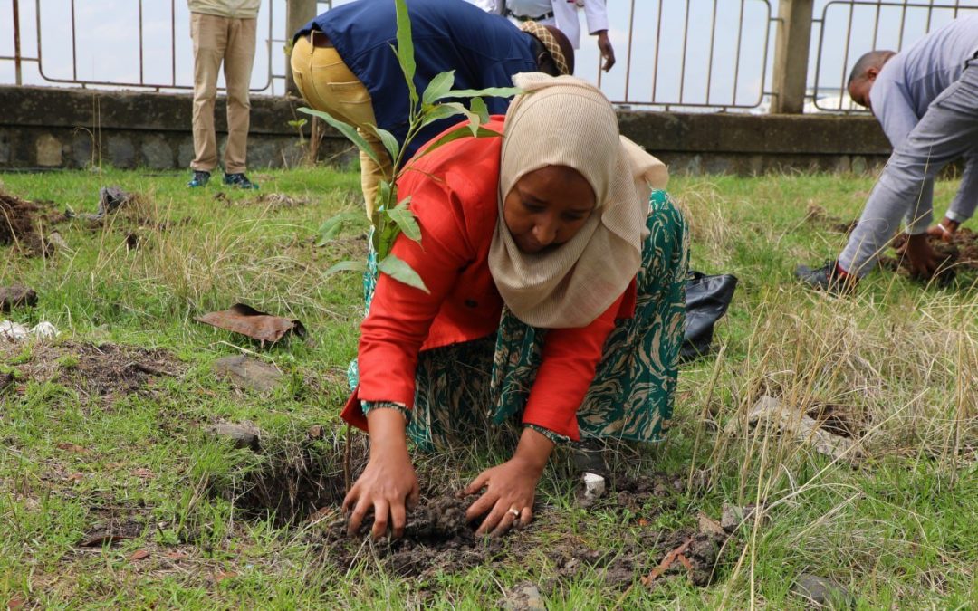 THE GREEN LEGACY PROGRAM IN LEGETAFO