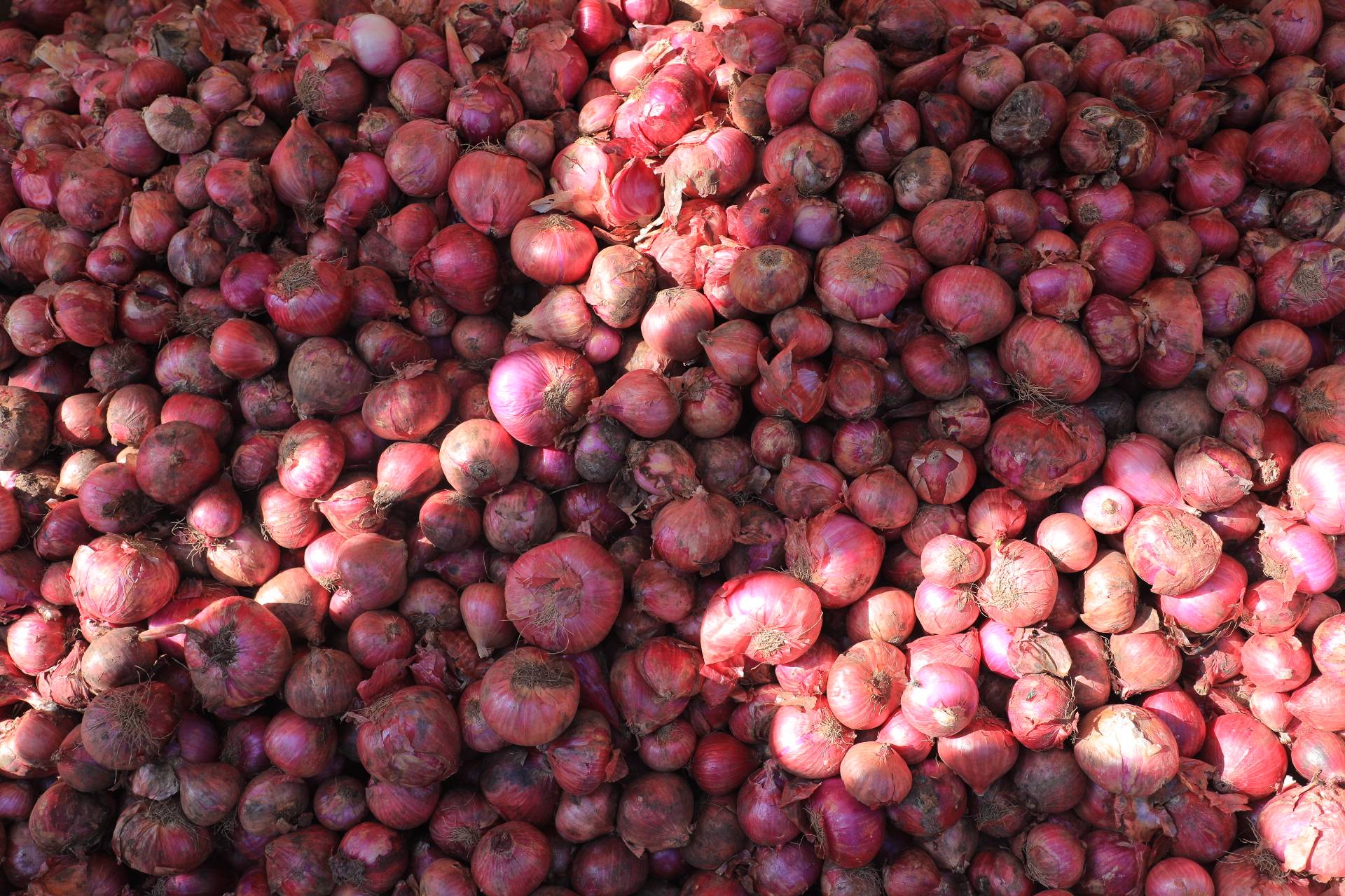 Ethiopian population