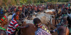 THE HAMAR OF SOUTHWEST ETHIOPIA AND THEIR CATTLE