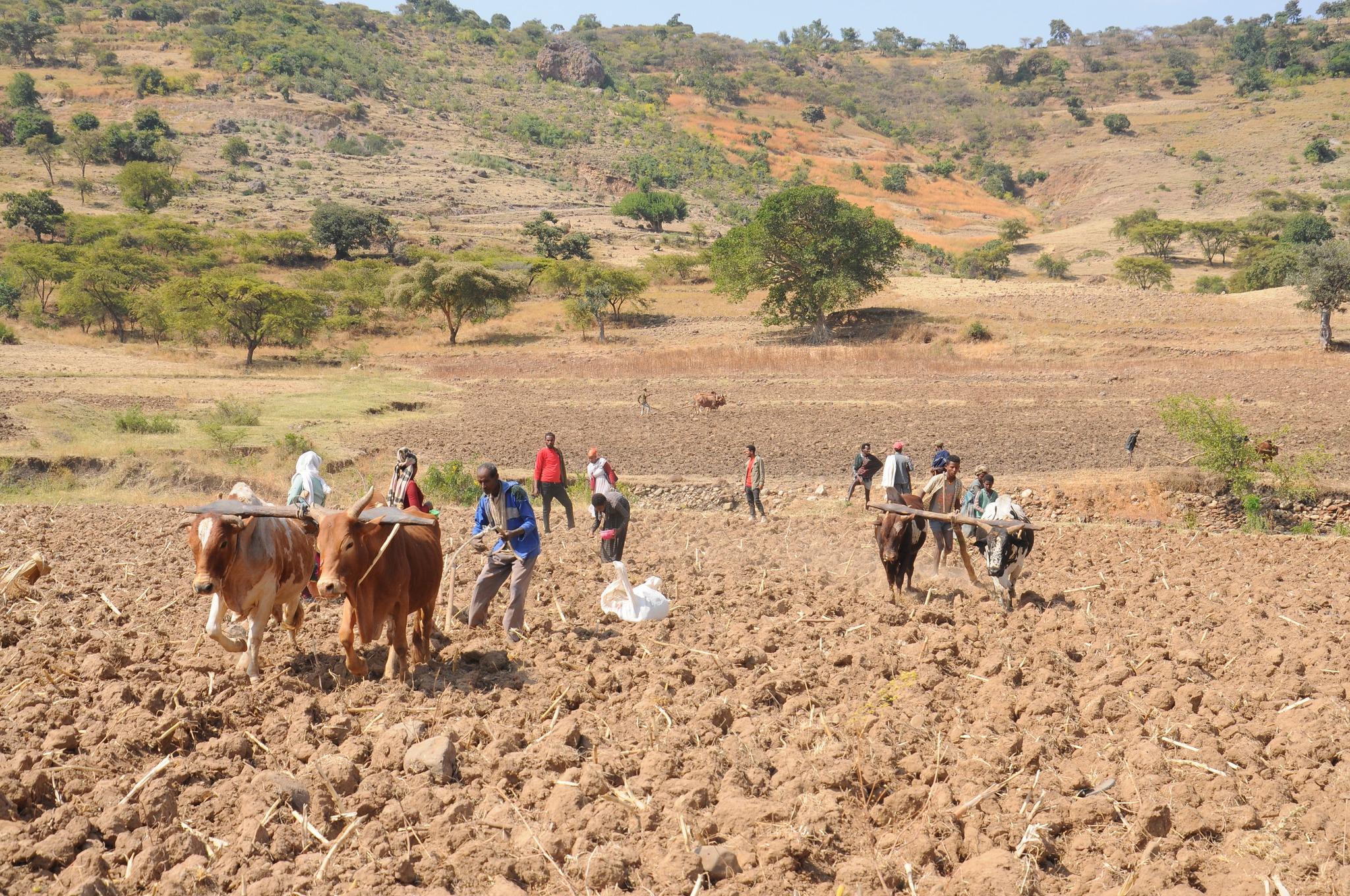 wheat planting in Kuta