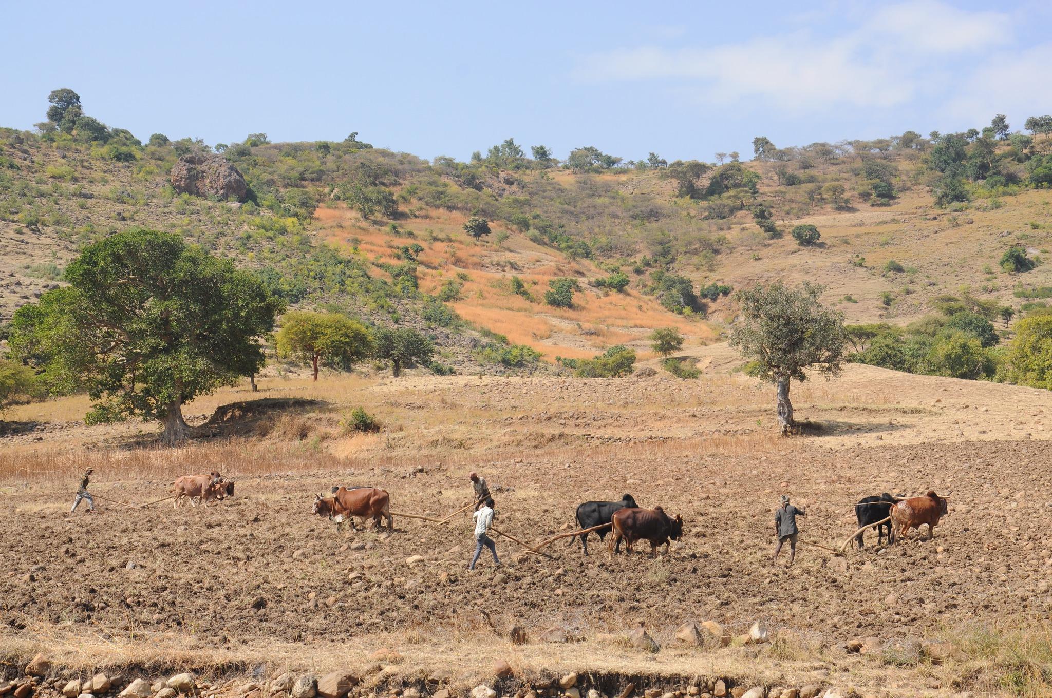 wheat planting in Kuta