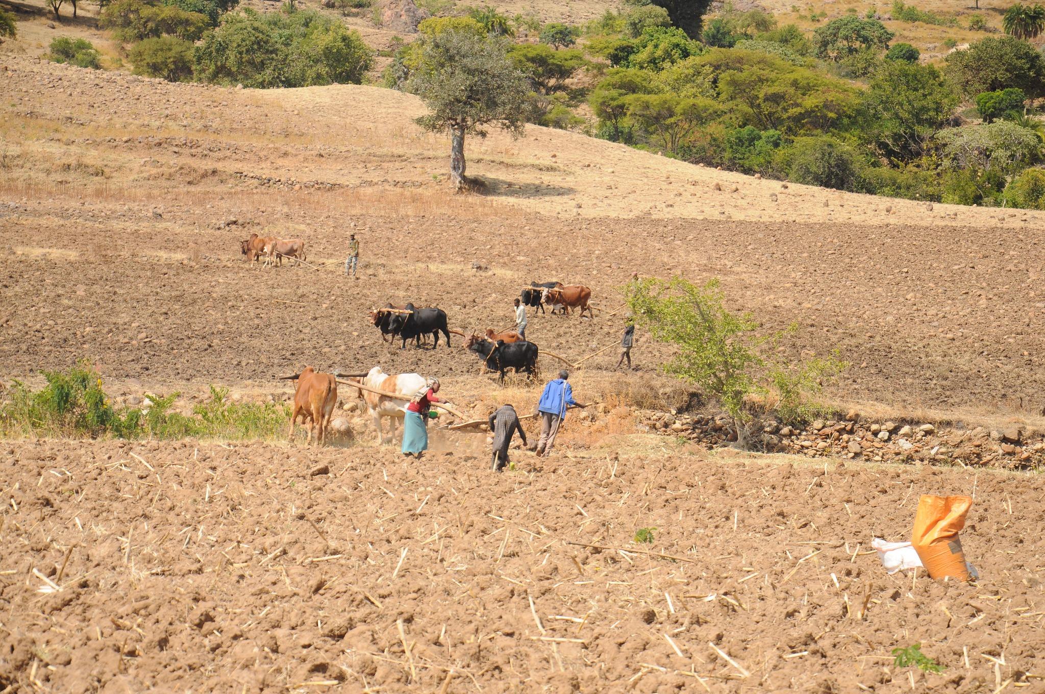 wheat planting in Kuta