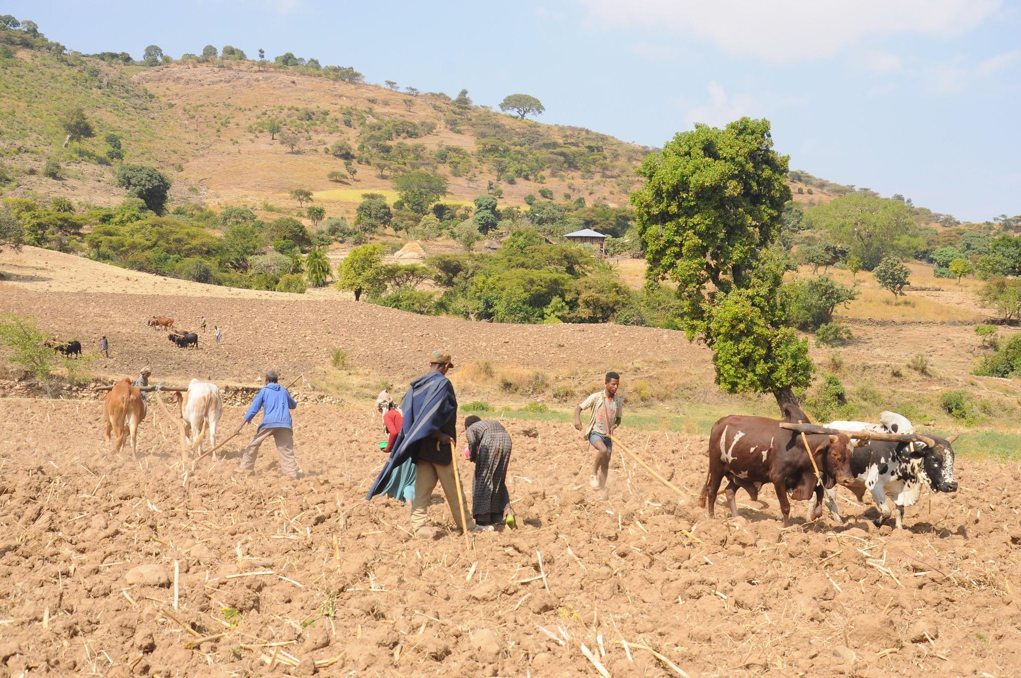 wheat planting in Kuta