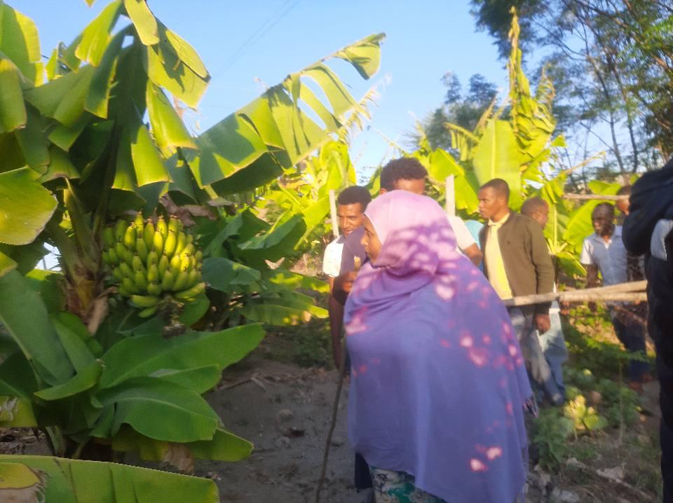 Producing fruits and vegetables 