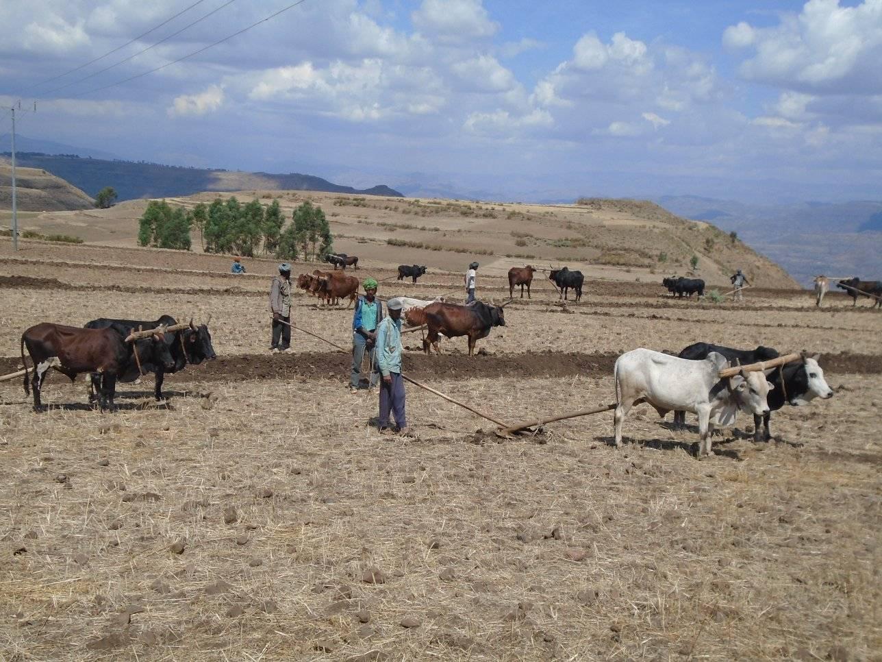  Semada Woreda Development Work