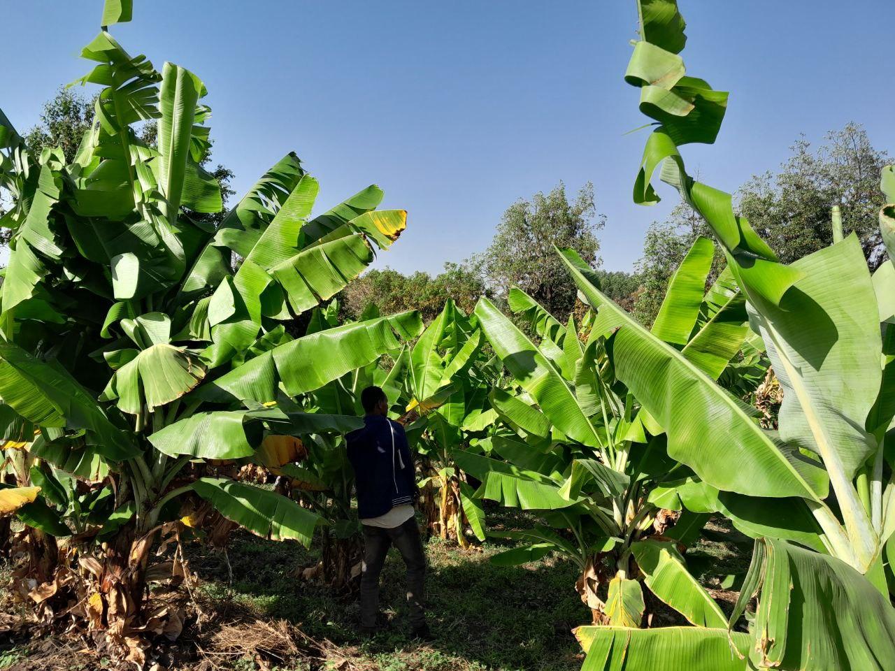 Benishangul Gumuz region 