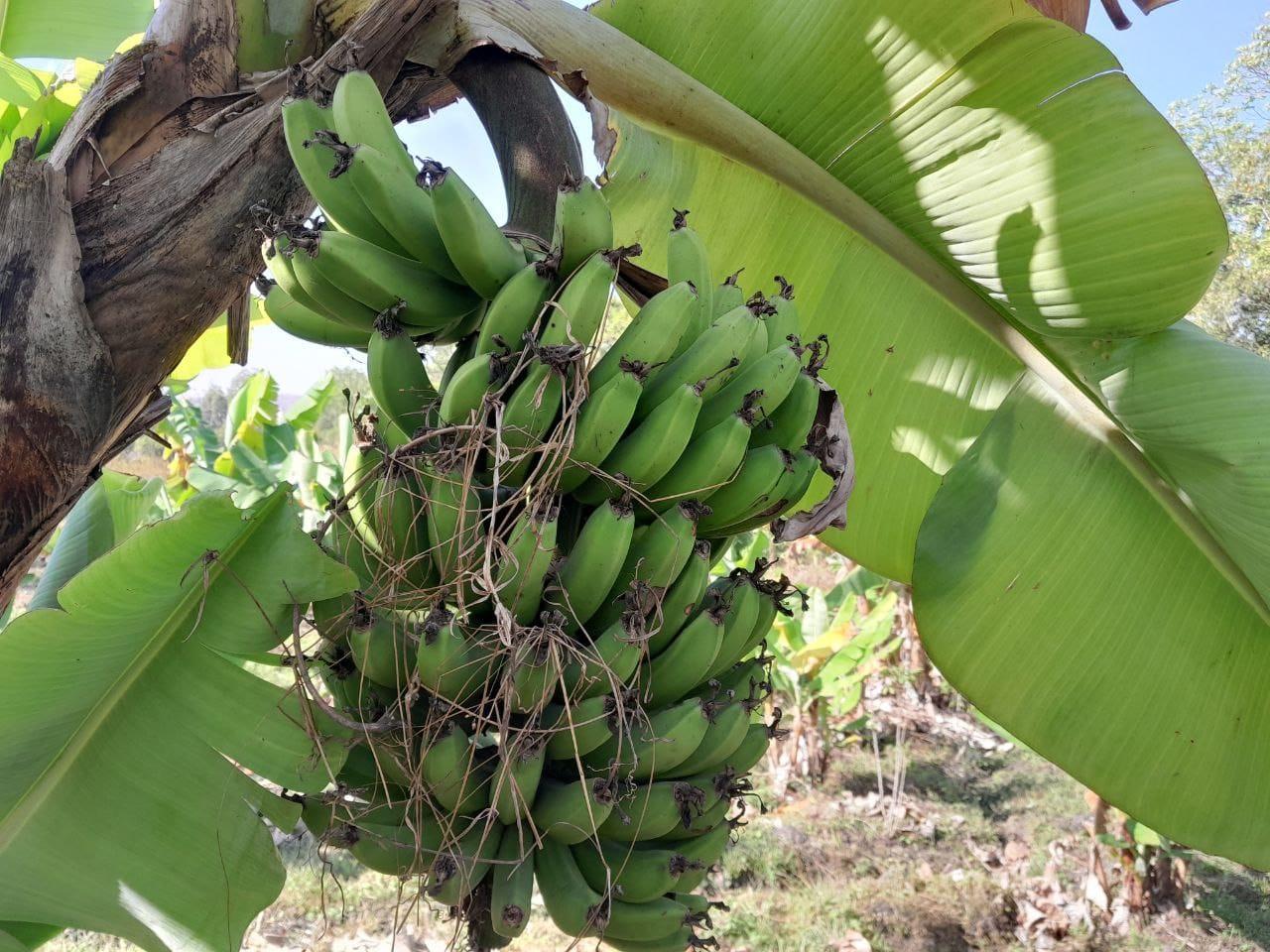 Benishangul Gumuz region 