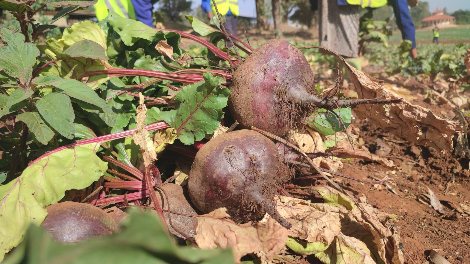  Finote Selam city food and insurance and safety 