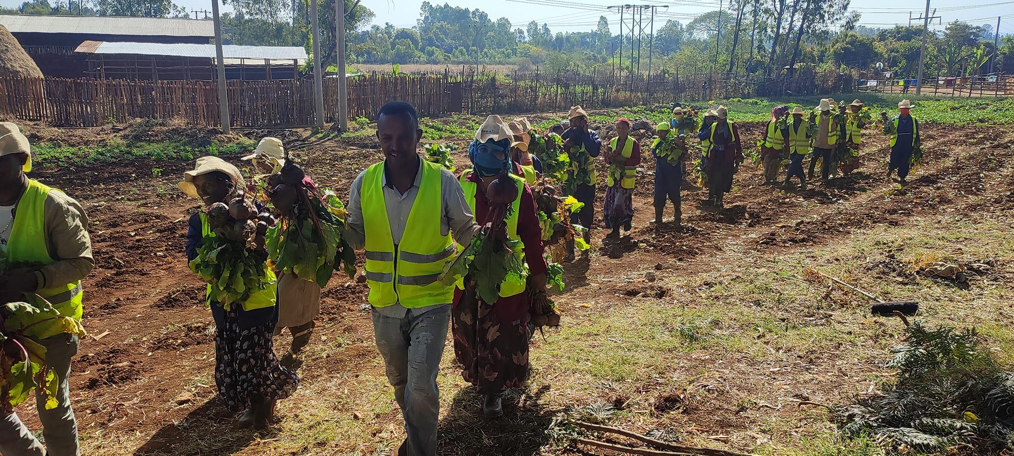  Finote Selam city food and insurance and safety 